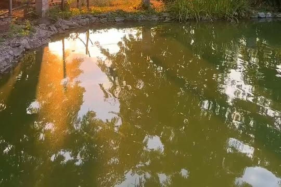 Esti fény a csárda udvarán, víztükör a fák alatt